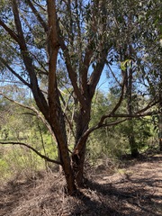 Eucalyptus globoidea