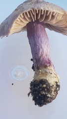 Inocybe violaceocaulis