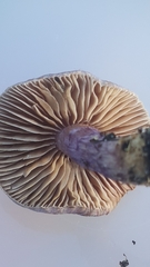 Inocybe violaceocaulis