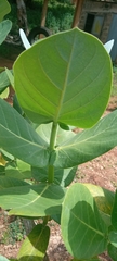 Calotropis procera