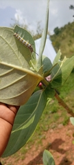 Calotropis procera image