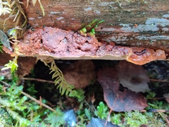 Phellopilus nigrolimitatus