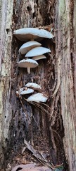 Ossicaulis lignatilis