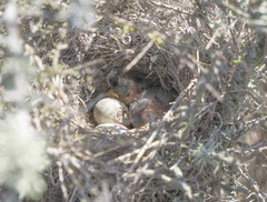 Artemisiospiza belli clementeae