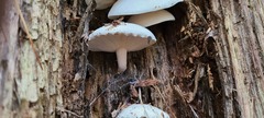 Ossicaulis lignatilis