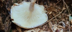 Ossicaulis lignatilis