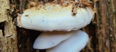 Ossicaulis lignatilis