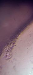 Ossicaulis lignatilis
