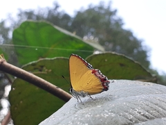 Heliophorus epicles