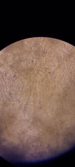Ossicaulis lignatilis