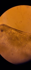 Ossicaulis lignatilis