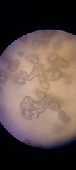 Ossicaulis lignatilis
