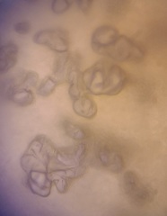 Ossicaulis lignatilis