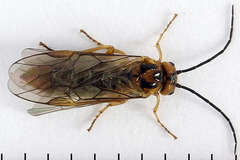 Euura clitellata