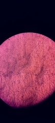 Ossicaulis lignatilis
