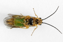 Euura clitellata