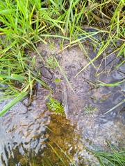 Ranunculus inundatus