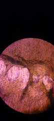 Ossicaulis lignatilis