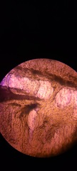 Ossicaulis lignatilis