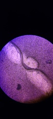 Ossicaulis lignatilis