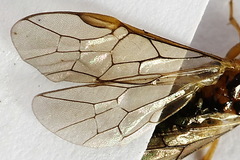 Euura clitellata