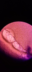 Ossicaulis lignatilis