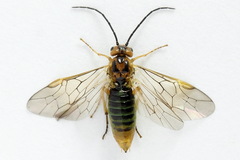 Euura clitellata