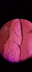 Ossicaulis lignatilis