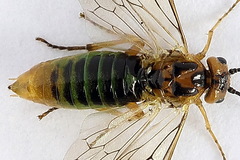 Euura clitellata