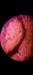 Ossicaulis lignatilis