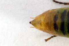 Euura clitellata