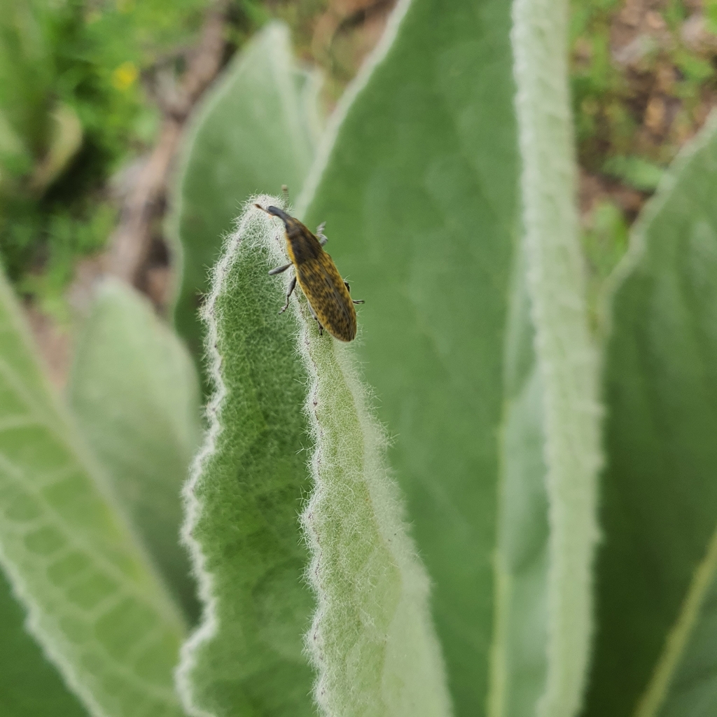 Lixus cardui