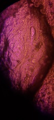 Ossicaulis lignatilis
