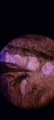 Ossicaulis lignatilis