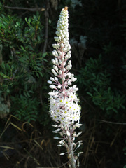 Drimia pancration