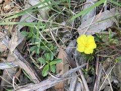 Hibbertia diffusa