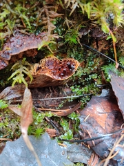 Phellopilus nigrolimitatus