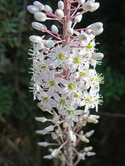 Drimia pancration