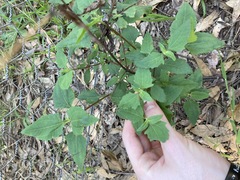 Sigesbeckia orientalis