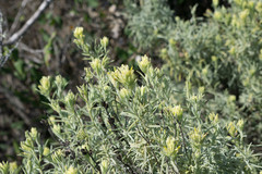Castilleja grisea