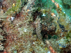 Enneapterygius atrogulare