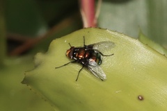 Amenia chrysame