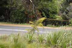 Aspalathus astroites