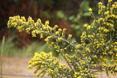 Aspalathus astroites