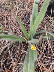 Hypoxis sobolifera