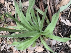 Hypoxis sobolifera