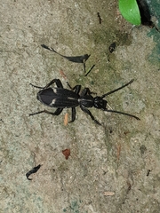 Cypholoba graphipteroides