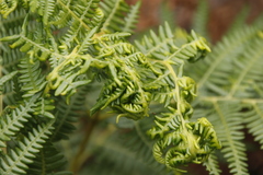 Eriophyes quadrifidus