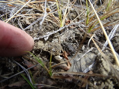 Cicindela longilabris