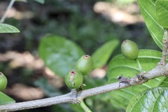 Ficus opposita